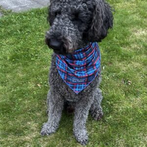 Edinburgh Bus Tours Dog Bandana